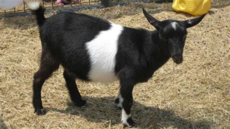 Drama As Woman Allegedly Steals He Goat In Abuja Crime