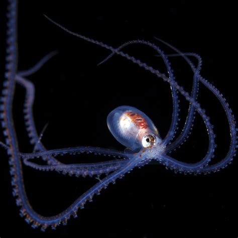 stunning underwater  explore  secret life  plankton nbc news