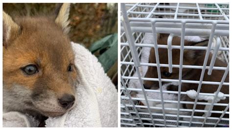 orphaned fox cub rescued after being found on a footpath in lancashire