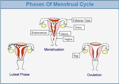 phases of menstrual cycle teen sex ed reproductive system unit pinterest best