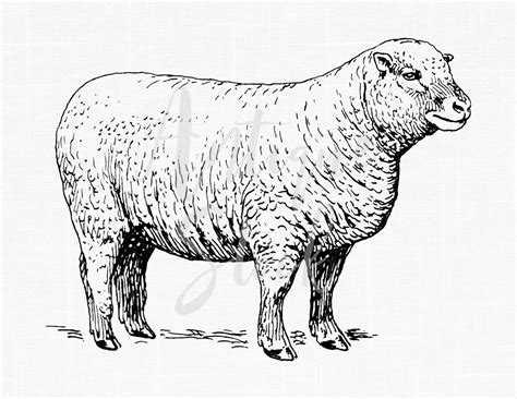 vintage sheep illustration printable image sheep etsy