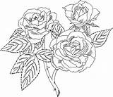 Roses Coloring Pages Printable Kids sketch template