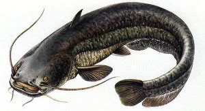 sum opis ryby  charakterystyka wedkarska angloocom