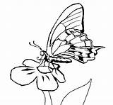 Flor Borboleta Mariposa Farfalla Desenho Colorear Papillon Borboletas Papallona Acolore Dibuix Coloritou Dibuixos sketch template