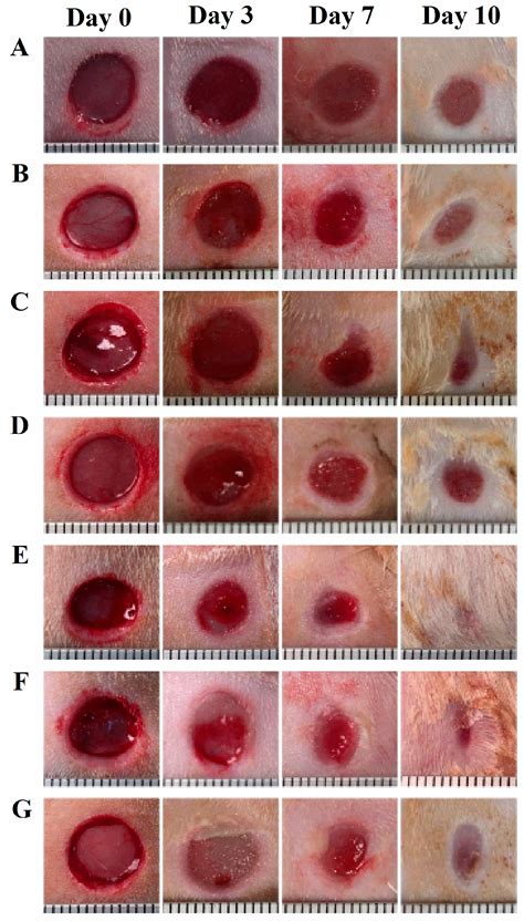 cutaneous wound healing process stem cell dynamics migration