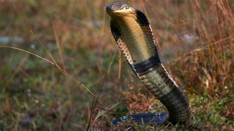 king cobras kill  eat   kind  roundglass  sustain
