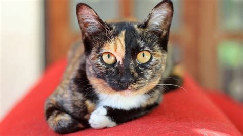 fun facts  calico cats