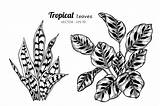 Foglie Raccolta Tropicali Disegnano sketch template