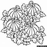 Pumpkin Coloring Patch Pages Drawing Halloween Vine Fall Pumpkins Clipart Patches Autumn Getdrawings Para Gif Colorear Templates Painting Projects sketch template