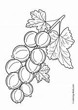 Berries Grosella Rama Gooseberry Ciruela 4kids sketch template
