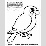 Kestrel Coloring Designlooter Common Sample 400px 85kb sketch template