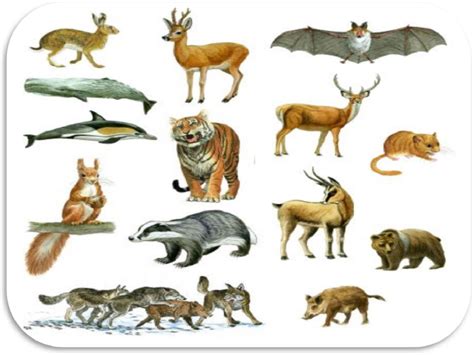 la classificazione dei gruppi dei mammiferi il mondo degli animali