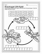 Grasshopper Cycle Life Grasshoppers Facts Grade Science Children Puzzles Cycles Worksheets Activities Puzzle 2nd Perplexing School Lesson Decode Easily Younger sketch template