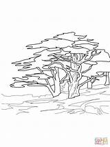 Redwood Ausmalbild sketch template