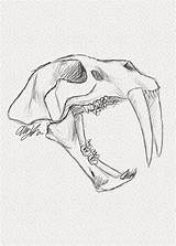 Tooth Tiger Saber Sketch Drawing Skull Sabre Getdrawings Paintingvalley sketch template