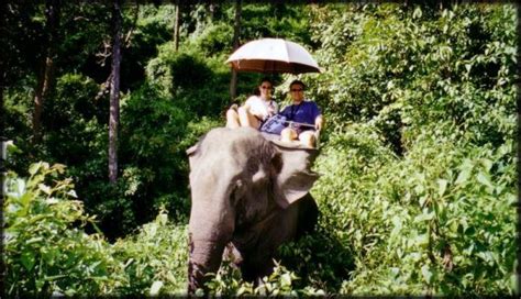 ian  wendys travel blog thai elephant conservation center chiang mai ian  wendys