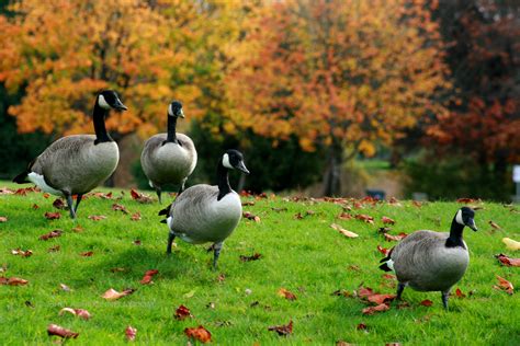 Canada Geese In Fall 7834 Copyright Shelagh Donnelly
