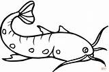 Bagre Pez Peixe Sum Poisson Kolorowanki Colorier Ryby Kolorowanka Rybki Catfish Pesci Tudodesenhos Pesce Peces Mamydzieci Facile sketch template