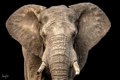 elephants avner ofer photography