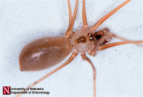 university of nebraska department of entomology new deadly spider