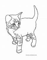 Coloring Cat Cute Kitten Pages Standing Cats Kittens Tabby Little Clipartqueen sketch template