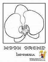 Coloring Indonesia Flower Orchid Kids Pages Moon Boys Designlooter Flowers 792px 46kb Yescoloring Choose Board sketch template