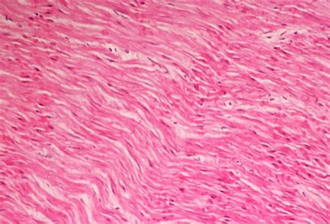 basic histology smooth muscle  magnification