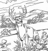 Coloring Deer Pages Printable Colouring Kids Print sketch template