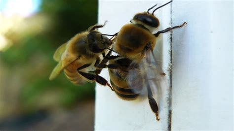 honey bees overwinter great plains master beekeeping nebraska