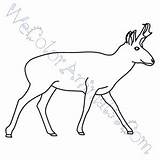 Pronghorn Coloring Pages Click sketch template