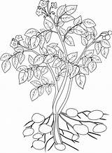 Potato Plant Coloring Vector Growing Preview sketch template
