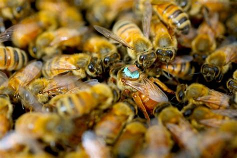 Male Honeybees Inject Queens With Blinding Toxins During Sex