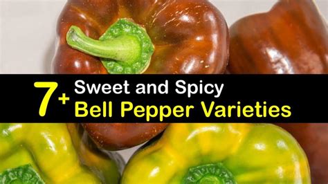7 sweet and spicy bell pepper varieties