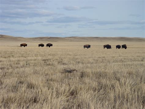 filesaskatchewan grasslands national park jpg wikimedia commons