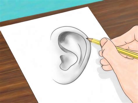 draw ears  steps  pictures wikihow