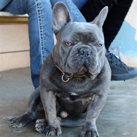 beautiful blue french bulldog pictures
