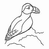 Puffin Coloring Pages Puffins Horned Atlantic Rocky Cliff Standing Toddlers Top sketch template