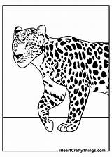 Leopard Leopards Iheartcraftythings sketch template