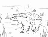 Honey Badger Coloring Pages Museprintables Printable Color sketch template