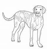 Coloring Hound Printable Plott Basset Puppy Pages Pinscher Miniature Color Version Click Online sketch template
