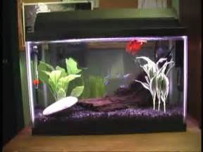 Gallon Betta Neon Community Fish Tank YouTube