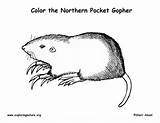 Gopher Pocket Coloring Northern Printing sketch template
