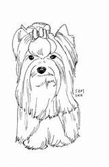 Yorkie Terrier Pages Coloriage Yorkies Perros Designlooter Poo 73kb 360px sketch template