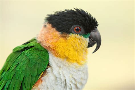 parrot behaviour parrot behaviour parrots guide omlet uk