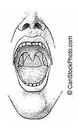 Tonsils Clipart Illustrations sketch template