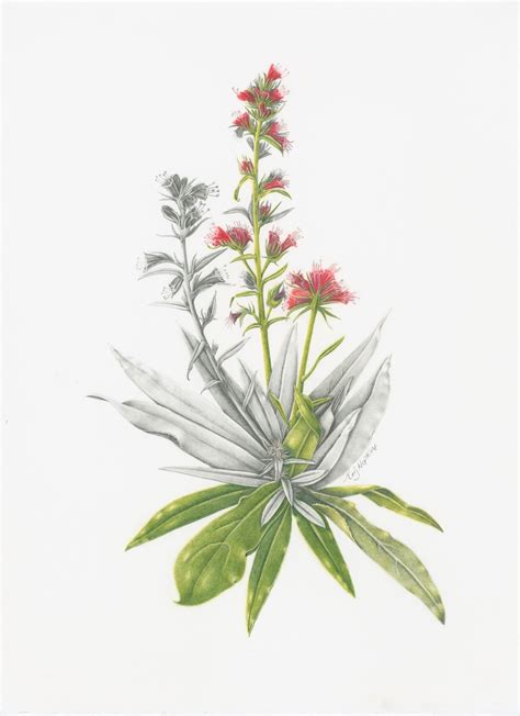 botanical illustration steppe plants botanical illustrations featuring plant select®
