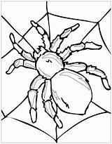 Insects Spiders Bugs sketch template