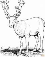Reindeer Colorare Caribou Renna Deers Disegni Animale Buck Cervi sketch template