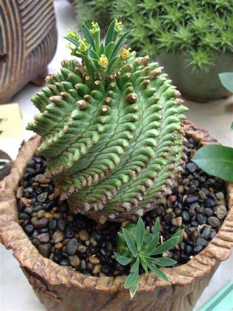 6724 best weird plants succulent and cactus plants images on pinterest cactus plants