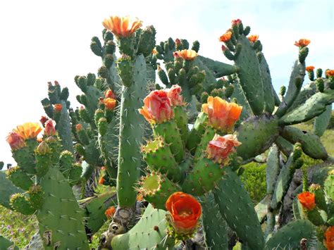 urban ministry   unplugged flowering cactuses